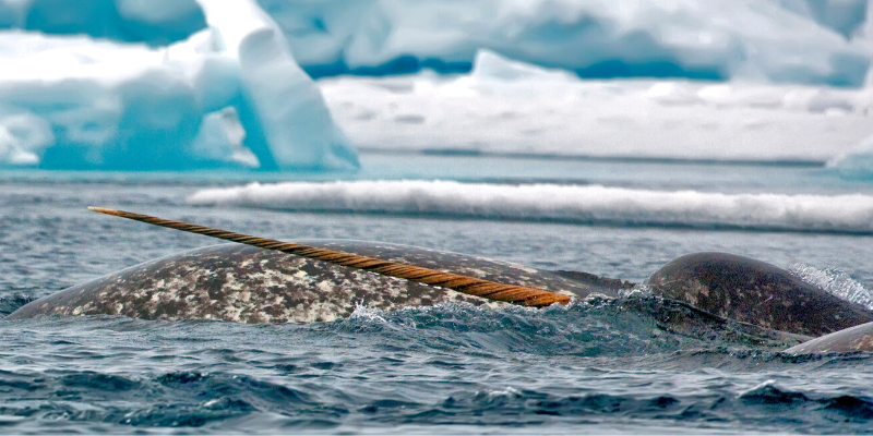 Arctic Kingdom MICHELLE VALBERG_AK_narwhal